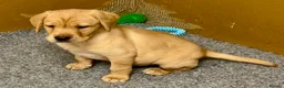 Labrador Retriever dogs for sale: KC registered Labrador Retriever puppies  - Advert 1