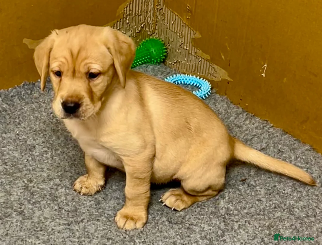 Labrador Retriever dogs for sale: KC registered Labrador Retriever puppies  - Advert 1