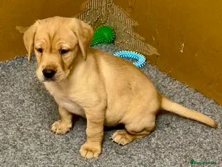 Labrador Retriever dogs KC registered Labrador Retriever puppies - Advert 15