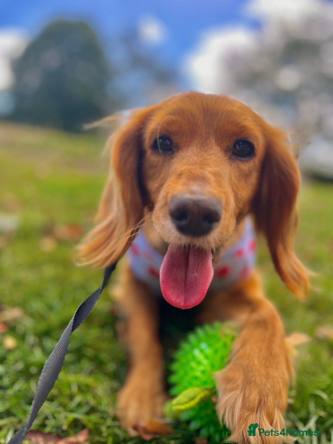 Mixed Breed dogs for sale: Cocker spaniel  - Advert 6