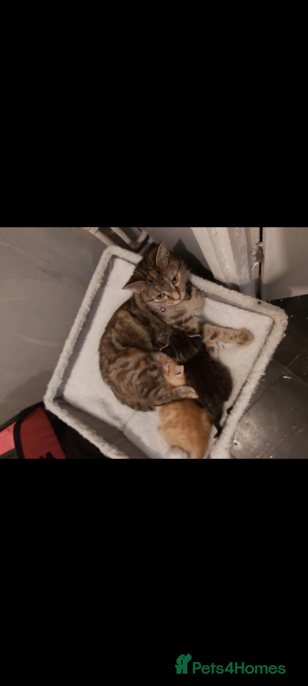 Mixed Breed cats for sale: Two very loving kittens ready for homes - Advert 5