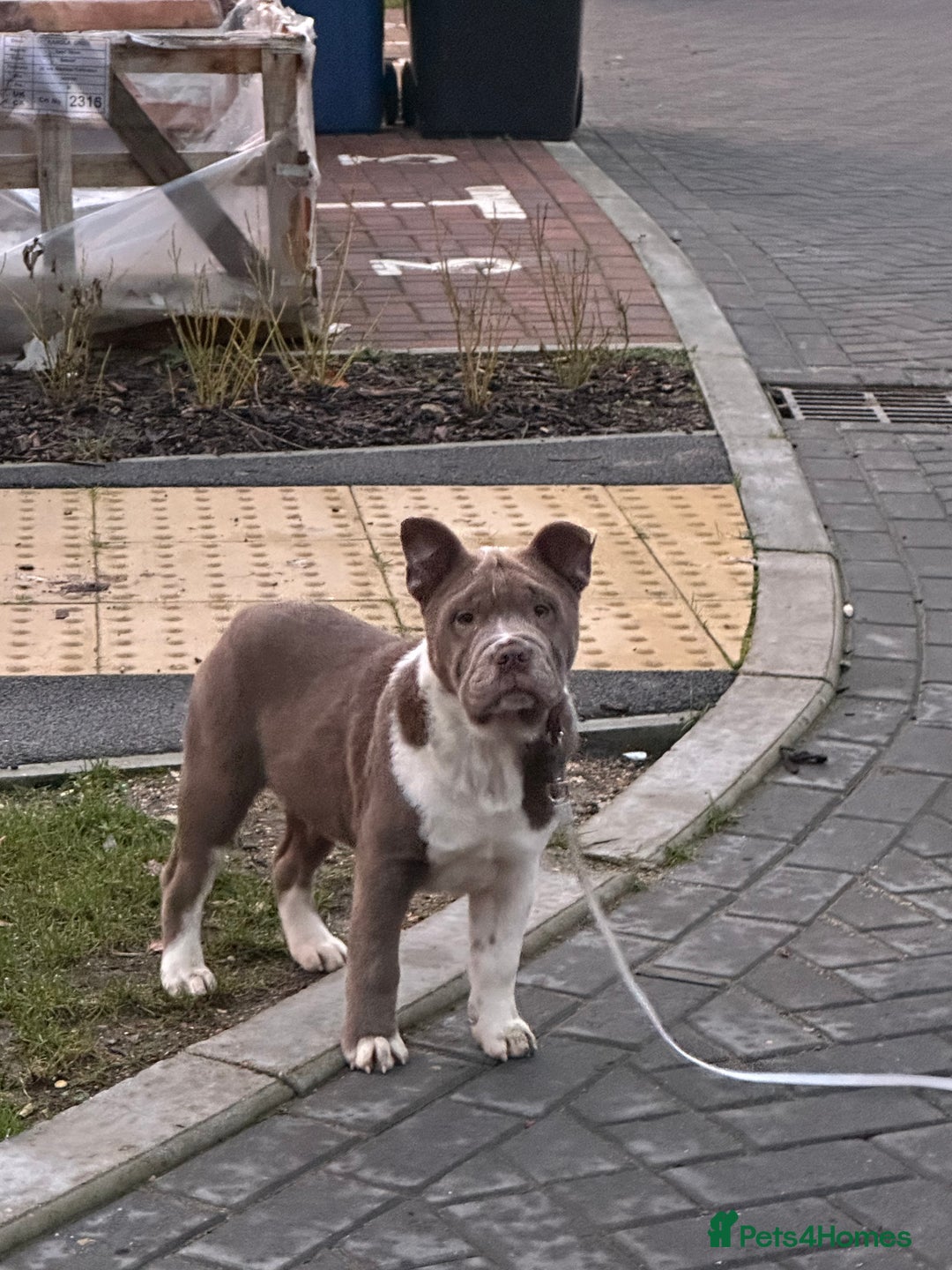 Mixed Breed dogs for sale: Miniature bulldog cross chowpei male - Advert 4