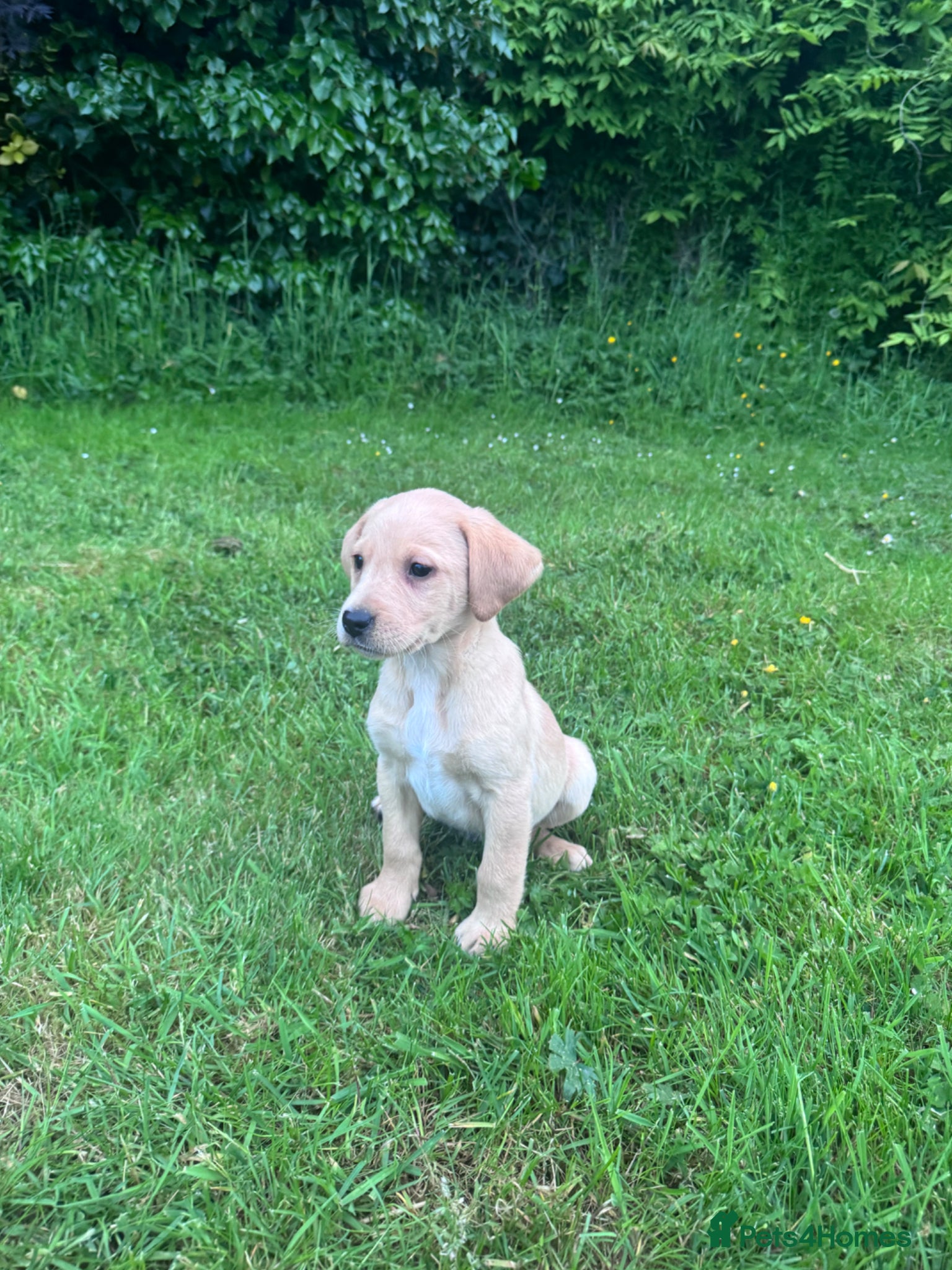 Labrador Retriever dogs for sale: Golden Labrador Puppies in Ayr - Advert 5