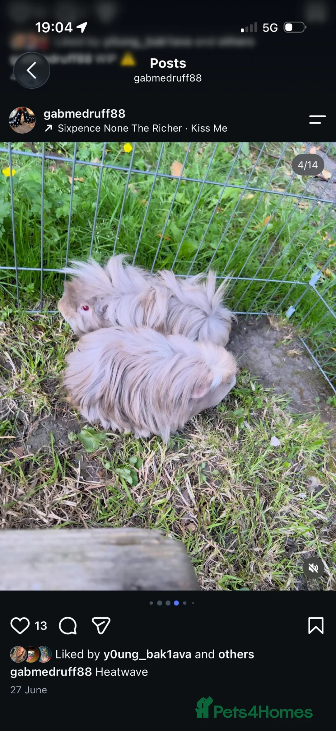 Guinea Pig rodents for sale: Beautiful bonded long haired boars  - Advert 1