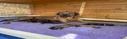 Rhodesian Ridgeback dogs for sale: International a world champion bloodlines - Advert 2