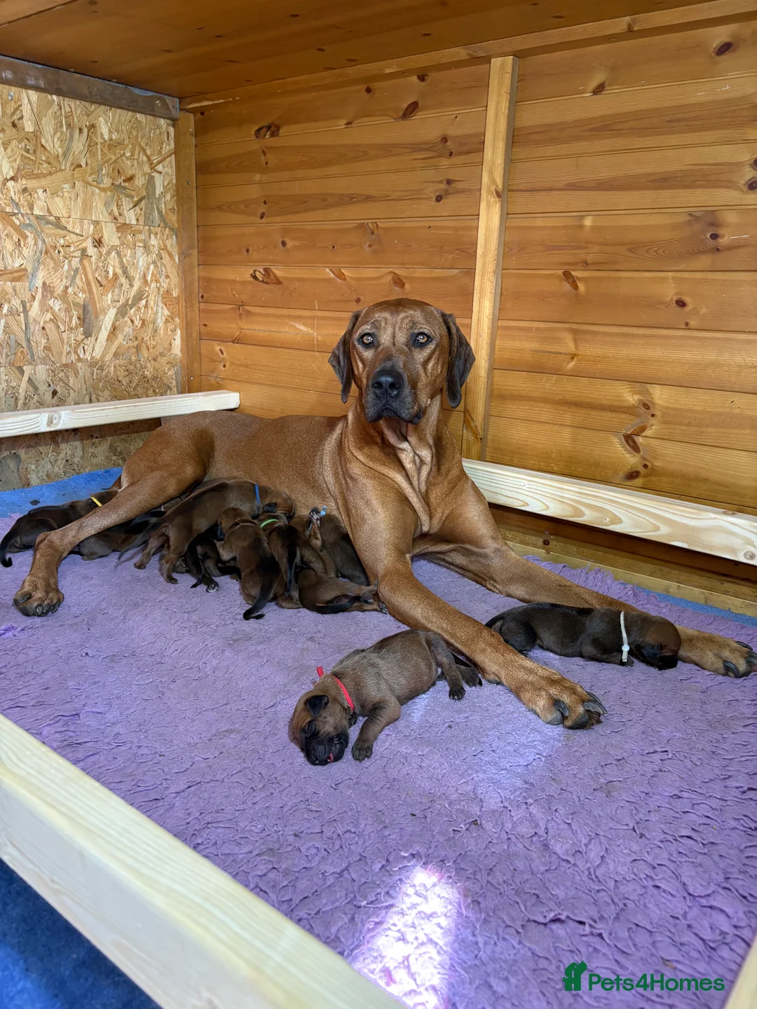 Rhodesian Ridgeback dogs for sale: International a world champion bloodlines - Advert 2