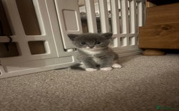 Mixed Breed cats for sale: 2x playful, gorgeous male kitten's for sale  - Image 6