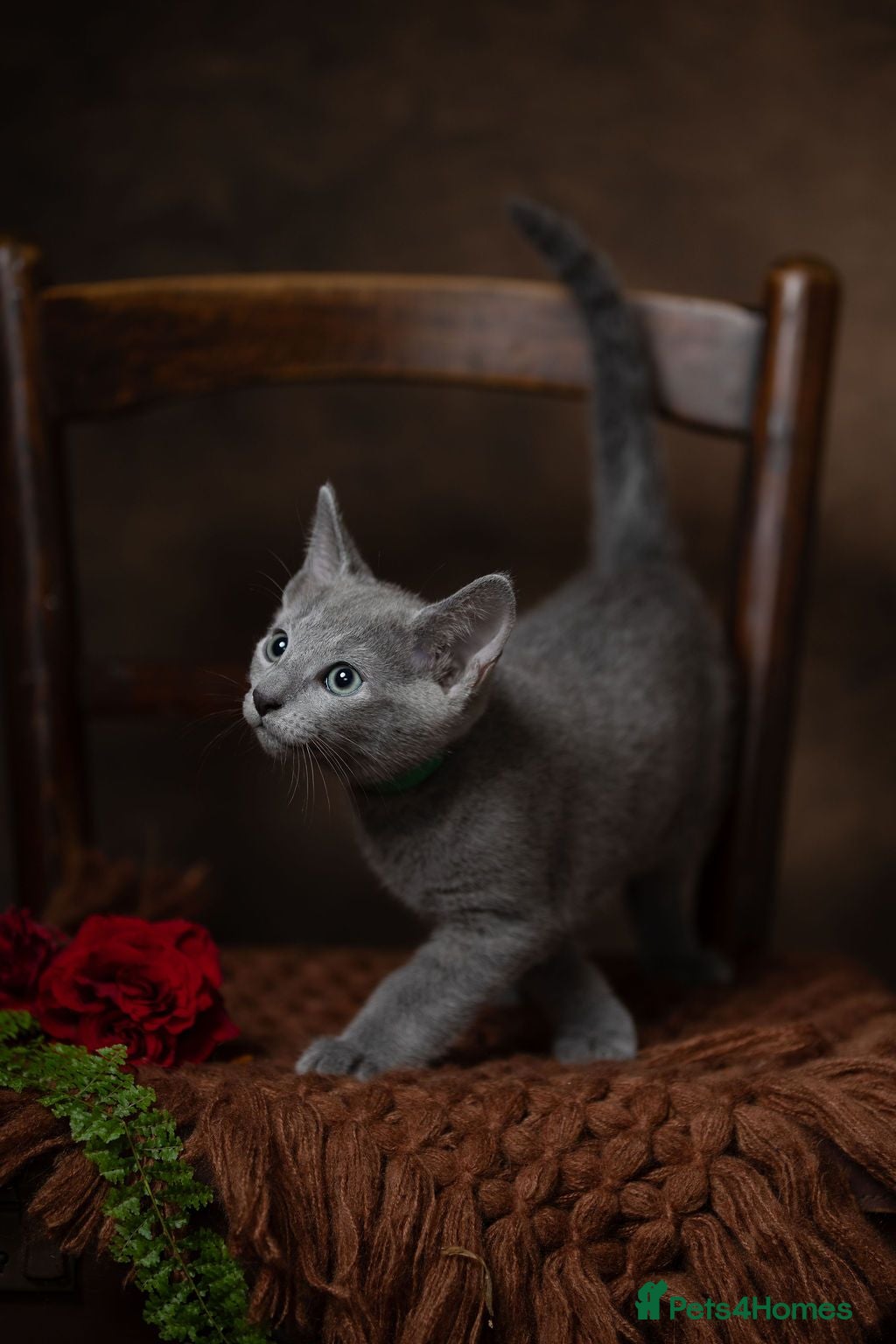 Russian Blue cats TICA Reg Boutique Russian Blue Kittens  - Advert 3
