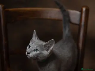 Russian Blue cats TICA Reg Boutique Russian Blue Kittens - Advert 3