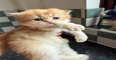 British Longhair cats GCCF reg BLH Last Chocolate Golden Female Kitten - Advert 12