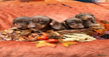 Miniature Dachshund dogs - Advert 5