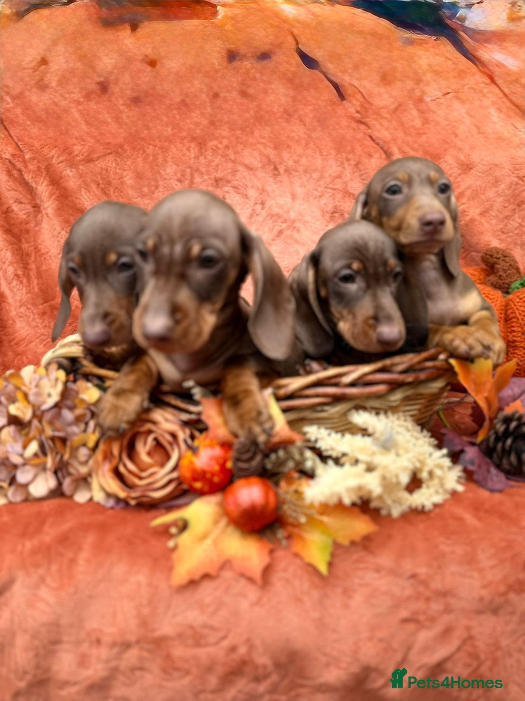 Miniature Dachshund dogs for sale: Miniature dachshund puppies  - Image 2