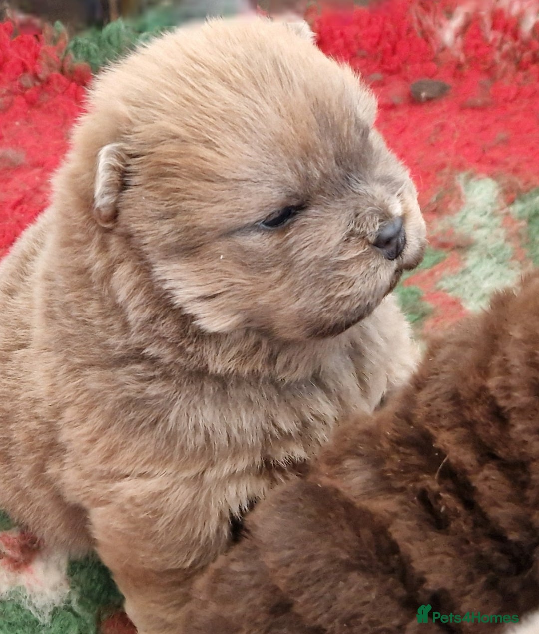 Chow Chow dogs for sale: Kc reg chow chow pups - Advert 1