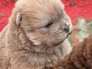 Chow Chow dogs Kc reg chow chow pups - Advert 1