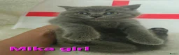 British Shorthair cats for sale: Gorgeous British shorthair kittens - Advert 7