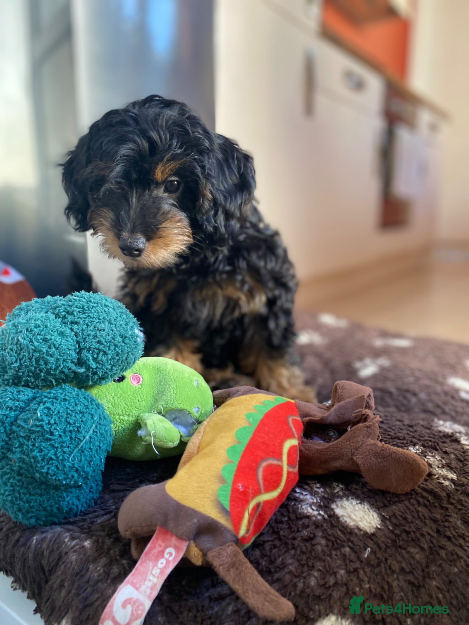 Cockapoo dogs REDUCED **last 2 F1b girls** - Advert 8