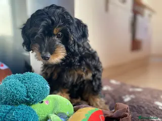 Cockapoo dogs REDUCED **last 2 F1b girls** - Advert 8