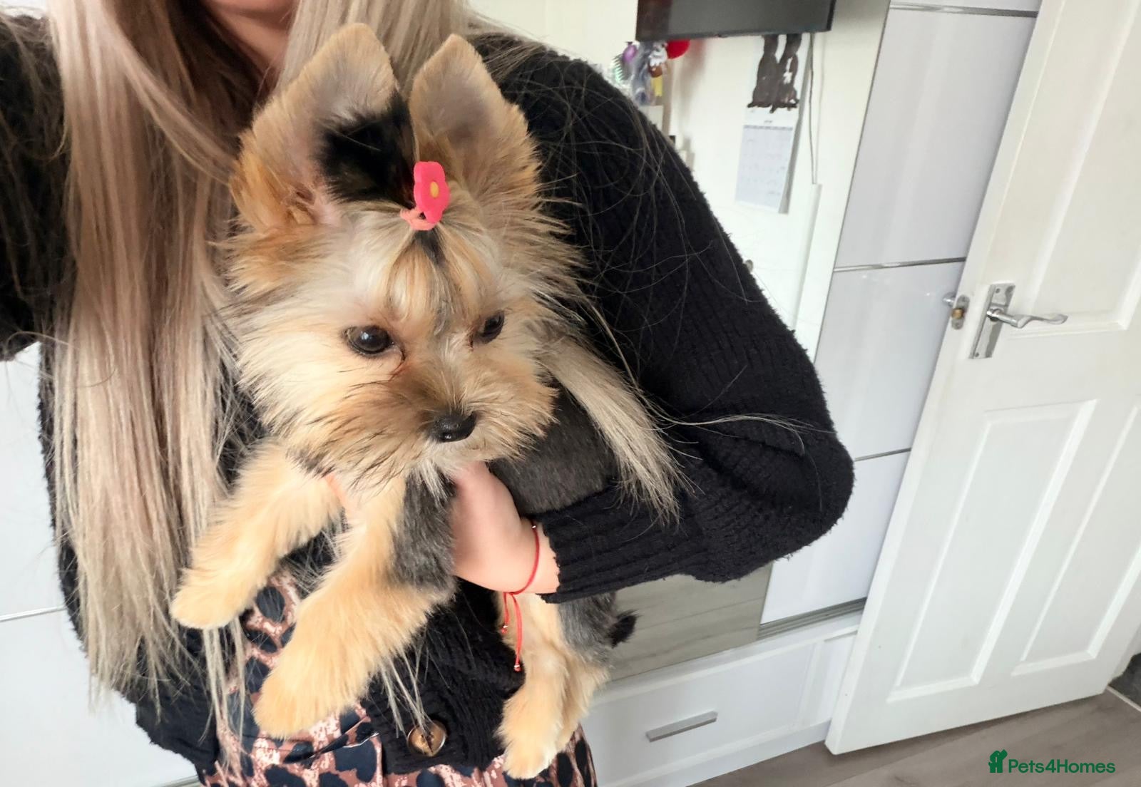 Yorkshire Terrier dogs for sale: Toy Yorkshire Terrier Female – Available 🐶✨ 🎀 - Advert 1