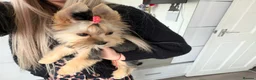 Yorkshire Terrier dogs for sale: Toy Yorkshire Terrier Female – Available 🐶✨ 🎀 - Advert 1