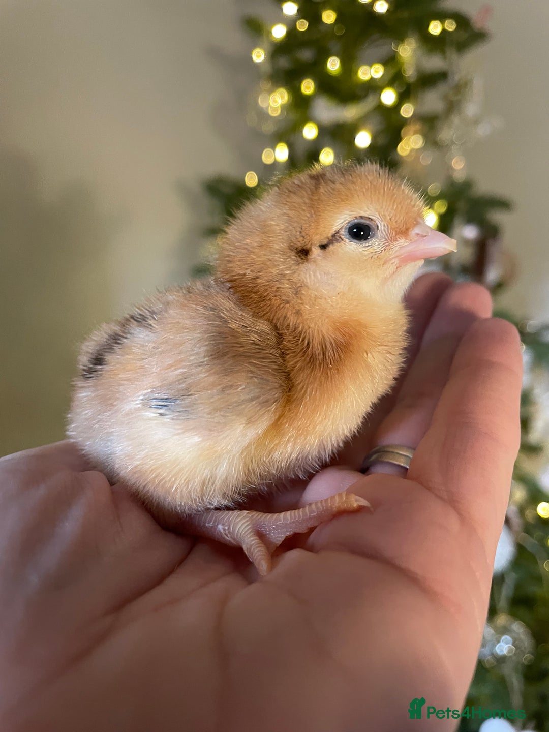 Chickens poultry for sale: 🫒🥚 OLIVE EGGER CHICKS 💚 born 5/12 - Advert 2