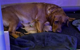 Labrador Retriever dogs for sale: Gorgeous fox red Labrador retriever for sale  - Image 2