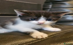 Mixed Breed cats for sale: Cute fluffy mixed kittens.  - Image 4