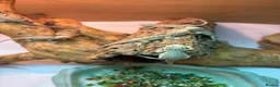 Bearded Dragon reptiles for sale: Baby Bearded Dragons. Visual Dunners & Hypos - Advert 14
