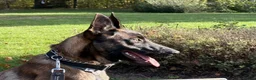 Belgian Shepherd Dog dogs for sale: Lexi  in Milton Keynes - Advert 10