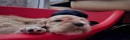 American Cocker Spaniel dogs for sale: American cocker spaniels puppies - Advert 16