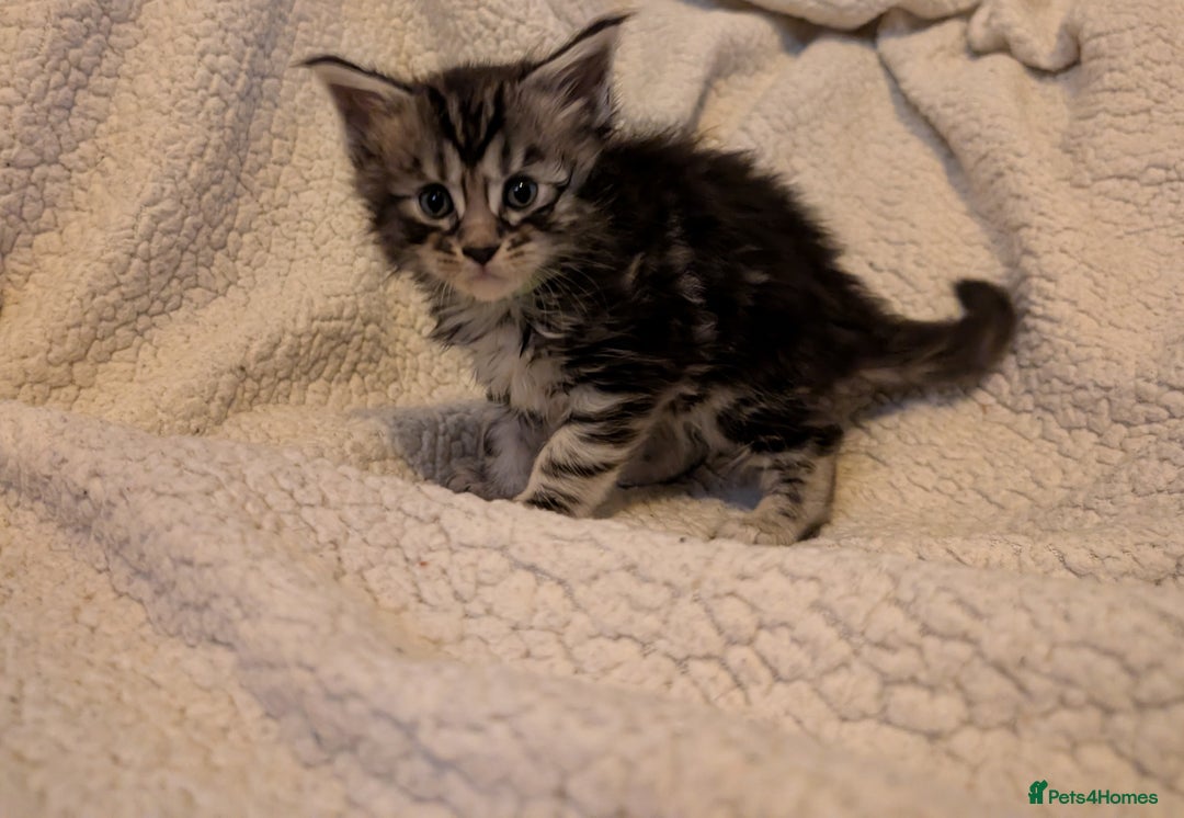 Maine Coon cats for sale: 6 Beautiful main coon kittens - Advert 16