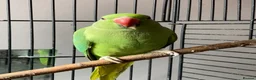 Ringnecks birds for sale: Indian ringneck parrot in Manchester - Advert 1