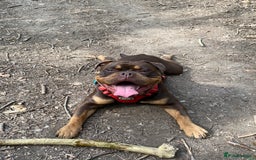 Olde English Bulldogge dogs for sale: Old tyme English bulldog - Image 5
