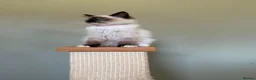 Ragdoll cats for sale: Beautiful Ragdoll Kittens - Advert 9