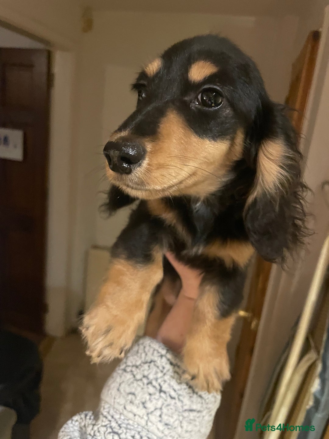 Miniature Dachshund dogs for sale: Kc Registered Long Haired Miniature Dachshunds - Advert 11