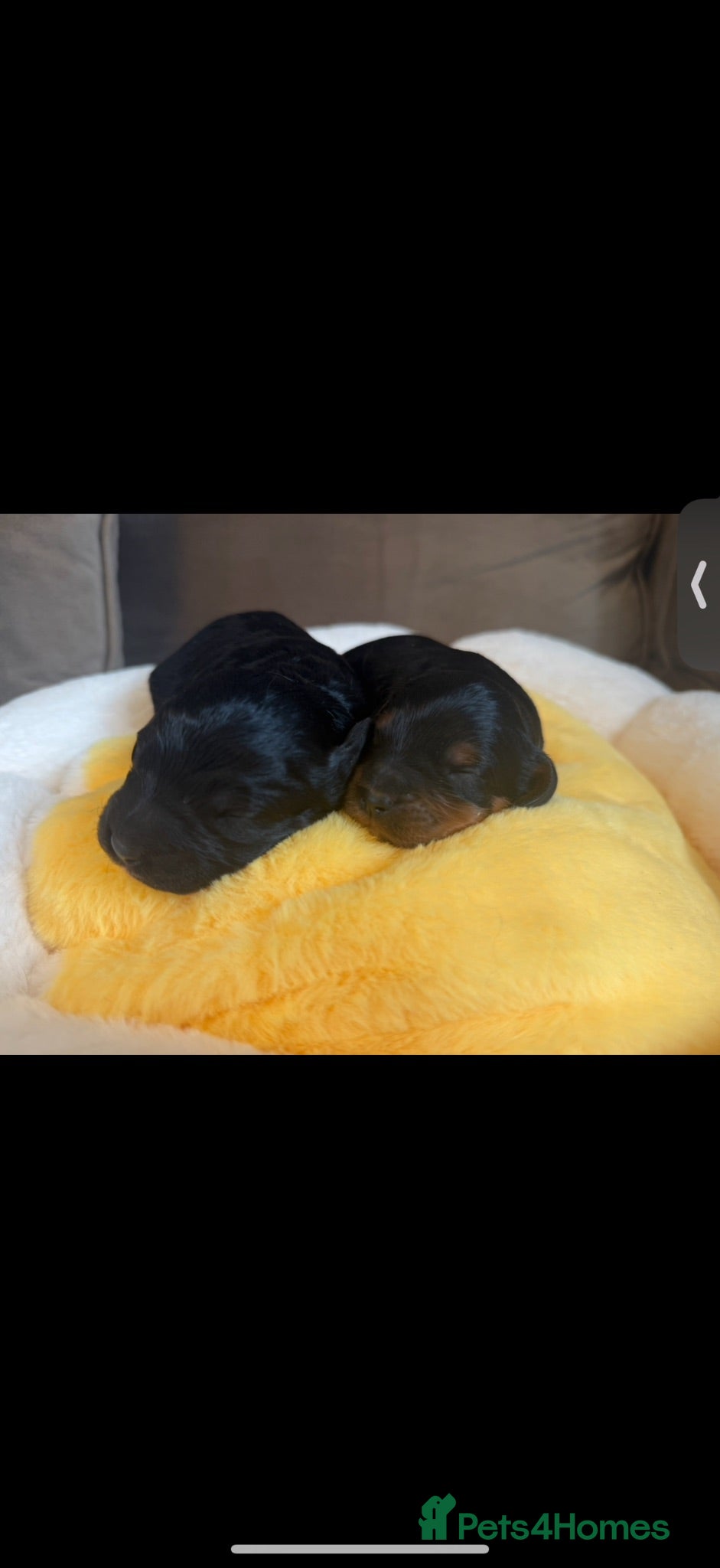 Cavapoo dogs Beautiful Extensively Health Tested F1 Cavapoos🐶 - Advert 1