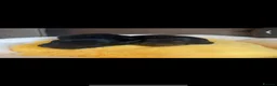 Cavapoo dogs for sale: Beautiful Health Tested Cavapoos- Ready September - Advert 9