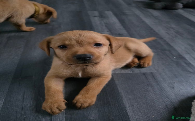 Labrador Retriever dogs - Advert 3