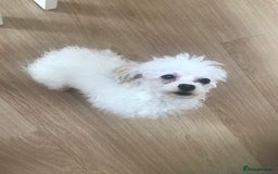 Maltipoo dogs for sale: Lovely maltipoo girl - Advert 2