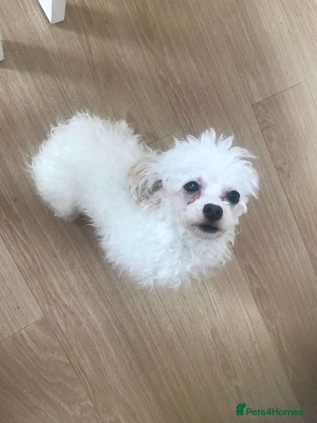 Maltipoo dogs for sale: Lovely maltipoo girl - Advert 2