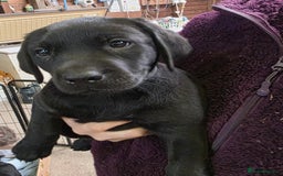 Labrador Retriever dogs for sale: 1 male Labrador puppy - Image 4