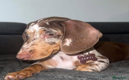 Dachshund dogs for sale: Miniature Dachshund  - Image 8