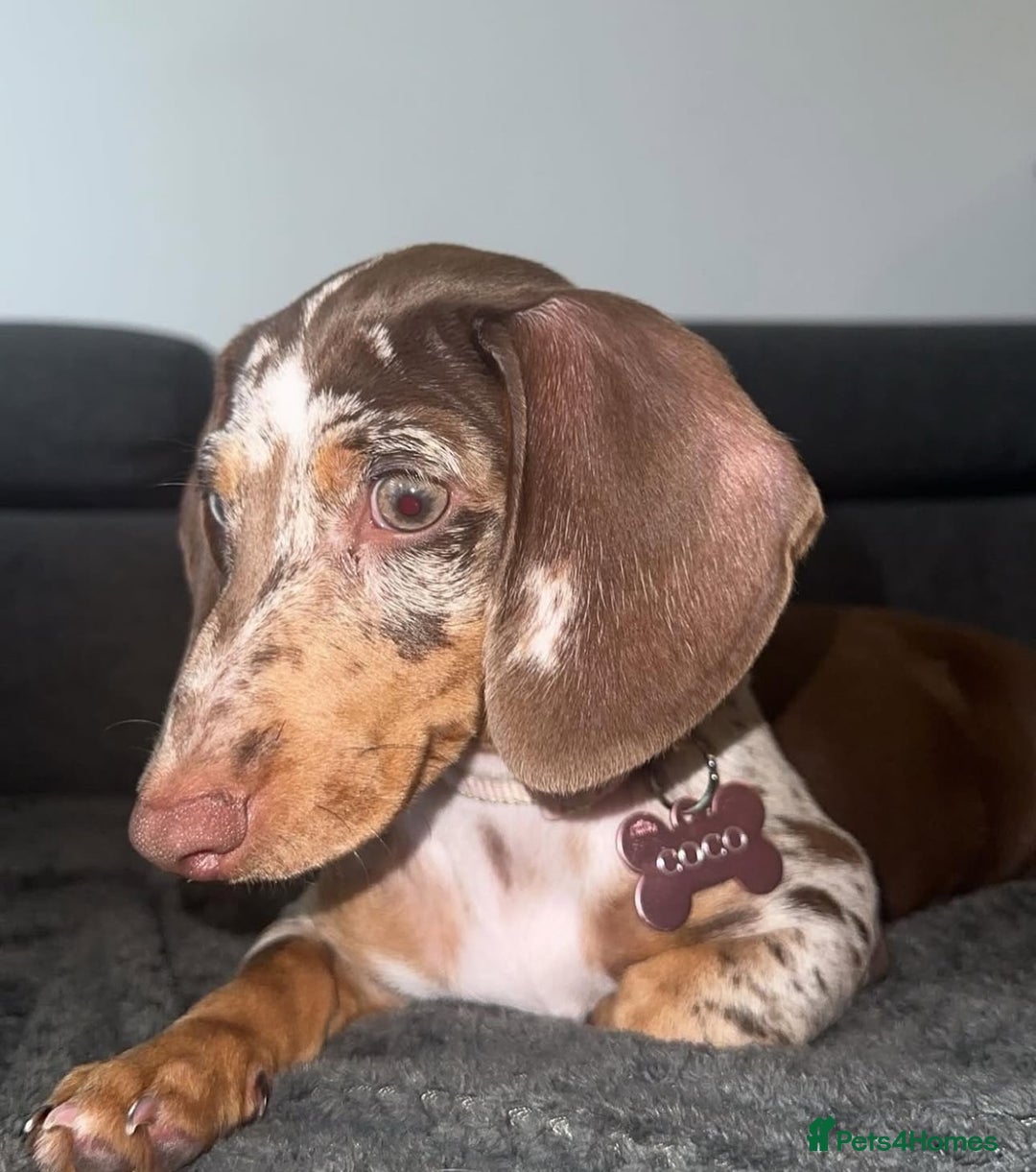 Dachshund dogs for sale: Miniature Dachshund  - Image 8