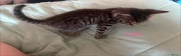 Mixed Breed cats for sale: 4 beautiful kittens for sale  - Advert 4