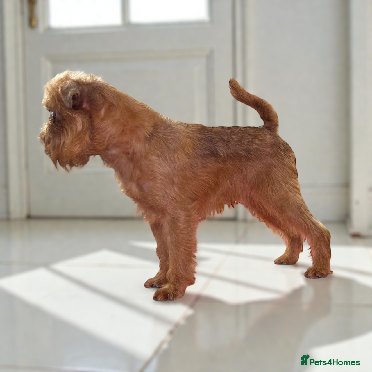 Griffon Bruxellois dogs Griffon male available for stud, KC proven - Advert 1