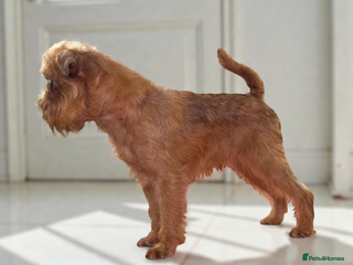 Griffon Bruxellois dogs Griffon male available for stud, KC proven - Advert 11