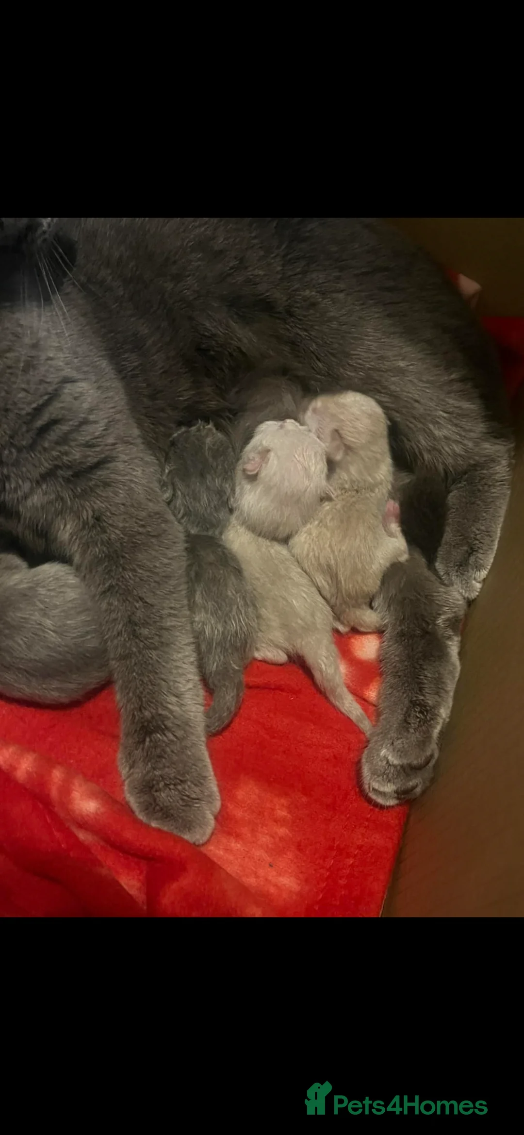 British Shorthair cats for sale: British shorthair kittens  - Advert 7