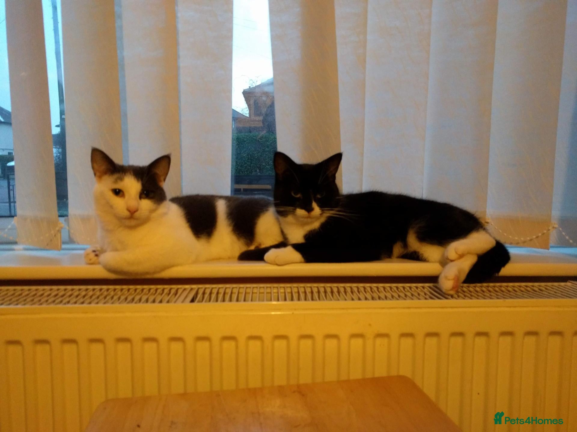 Domestic Shorthair cats Icarus and Ezio - Advert 1