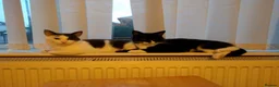 Domestic Shorthair cats for sale: Icarus and Ezio - Advert 1