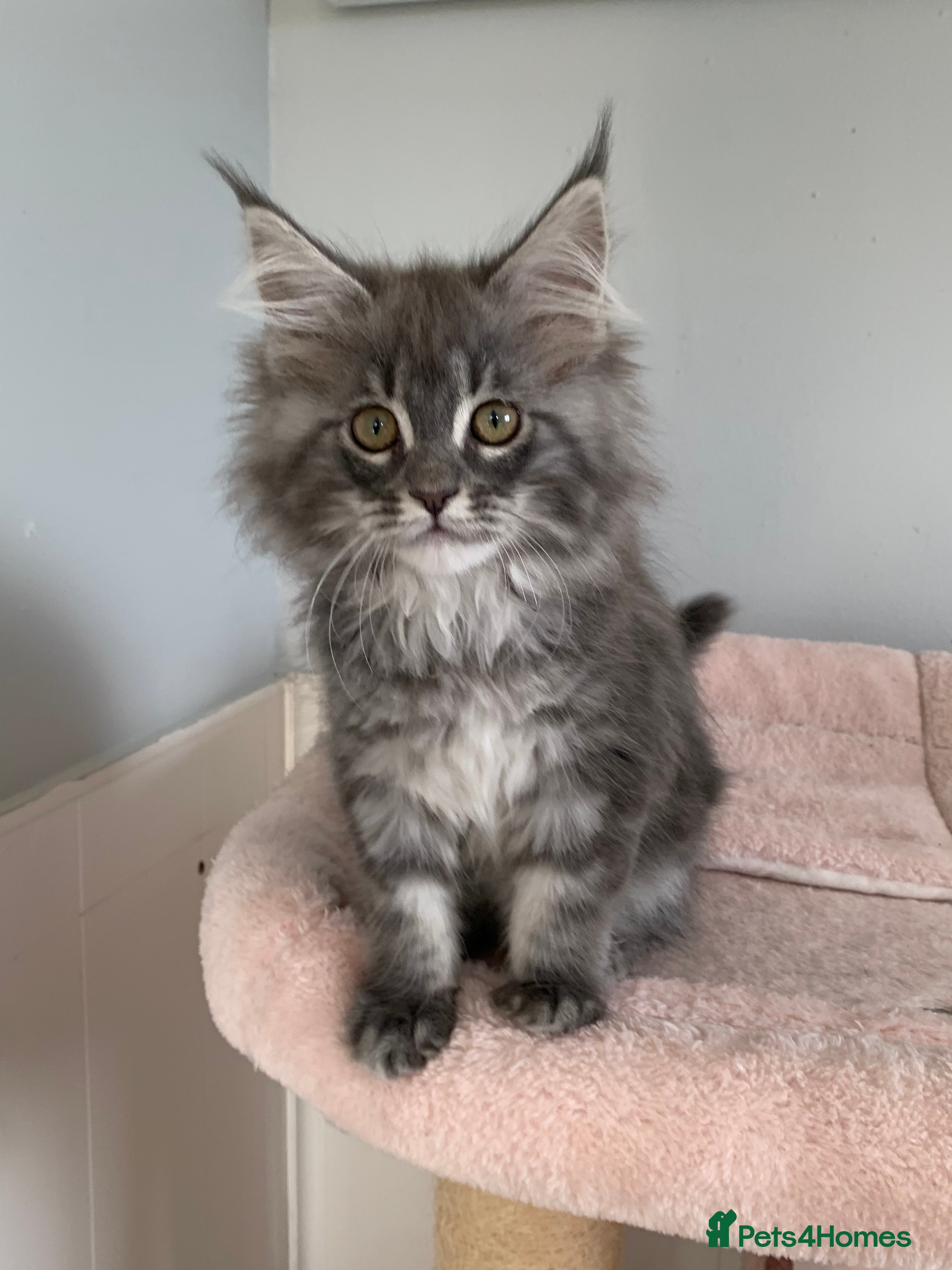 Maine Coon cats Beautiful Maine coon kittens  - Advert 2