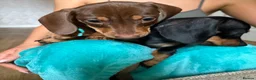 Dachshund dogs for sale: Milo and Dimple - Advert 2